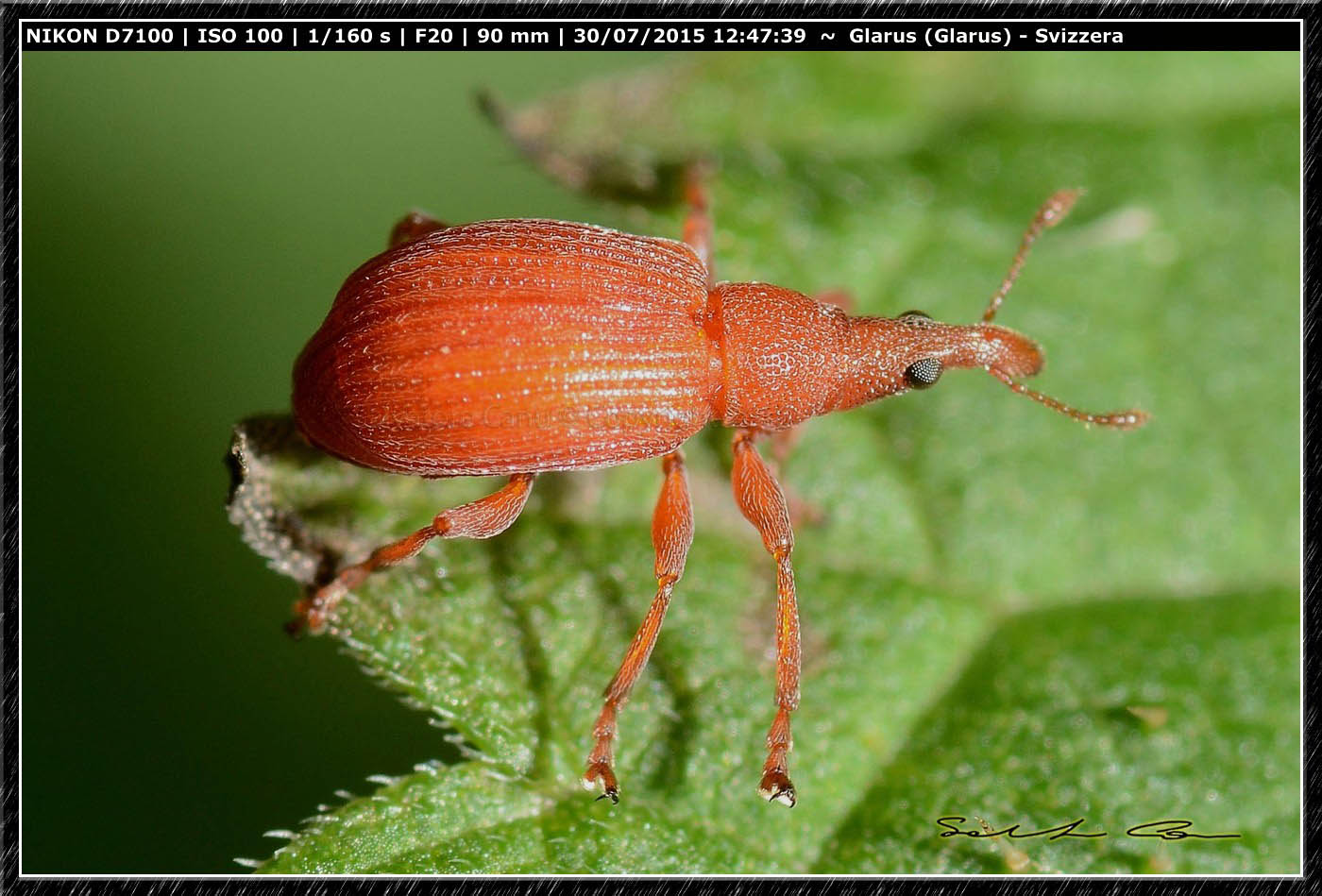 Apion frumentarium - Apionidae